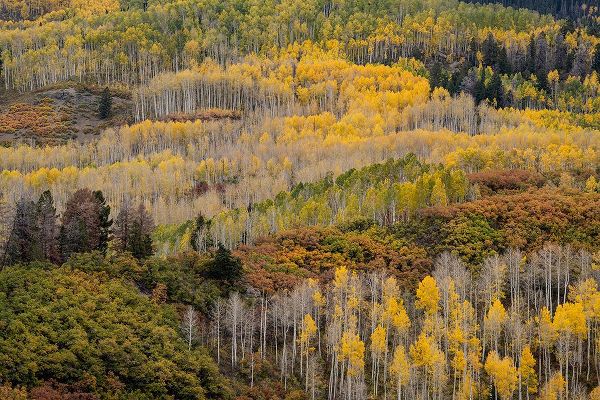 Jaynes Gallery 아티스트의 USA-Colorado-Uncompahgre National Forest Autumn-colored forest작품입니다.